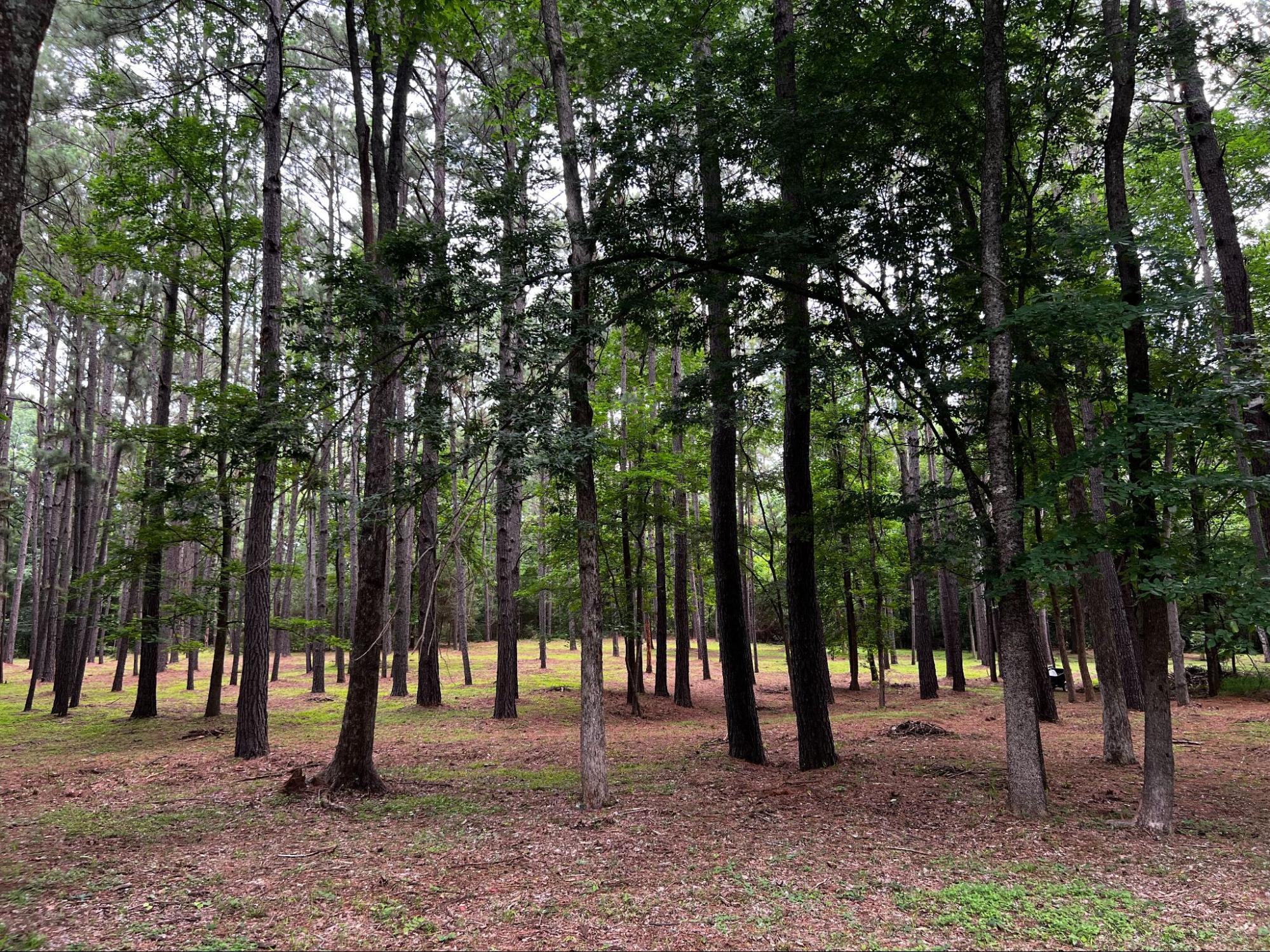 East Texas wooded property with a clearing