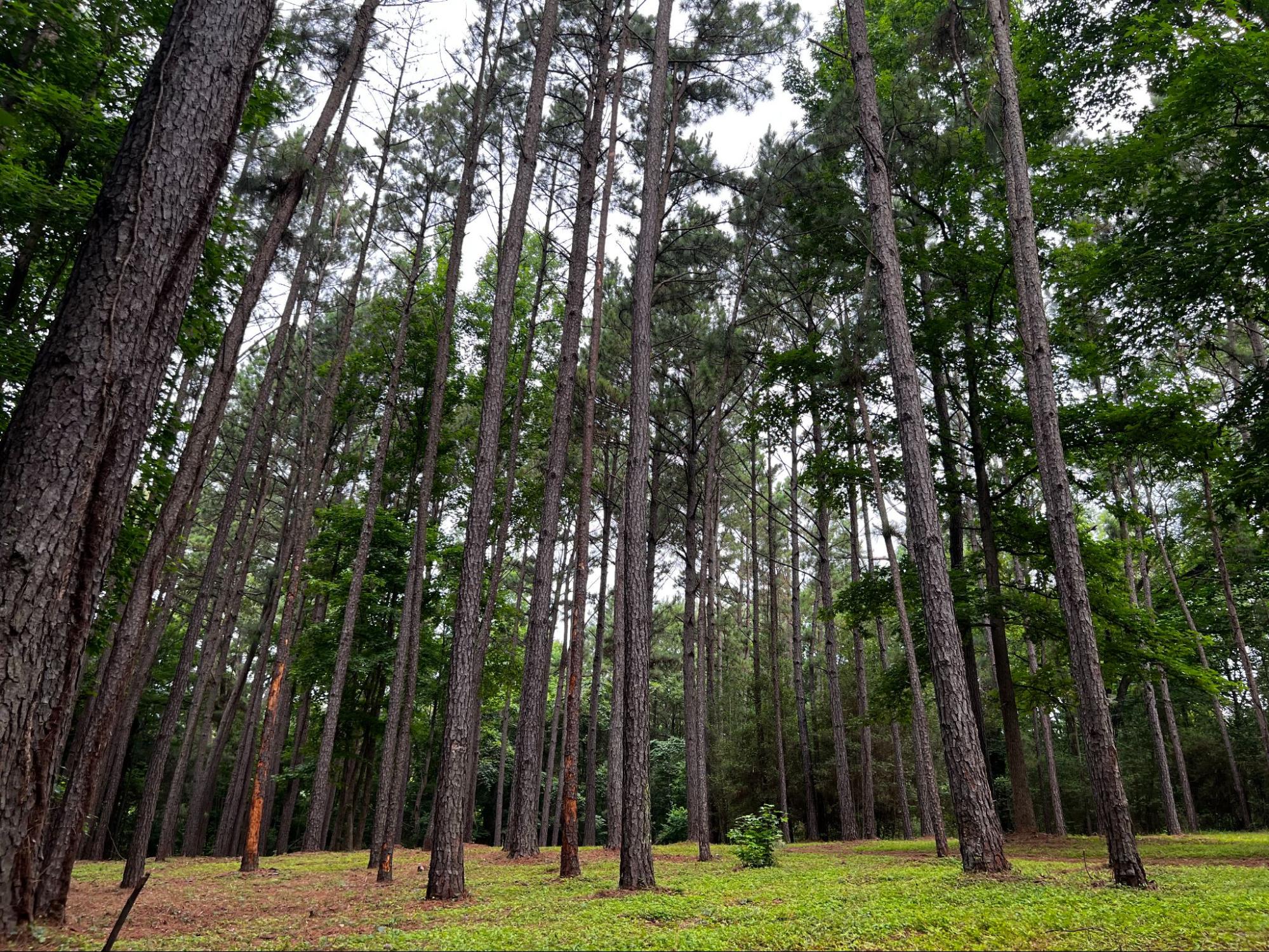 Tall pine trees on an East Texas property