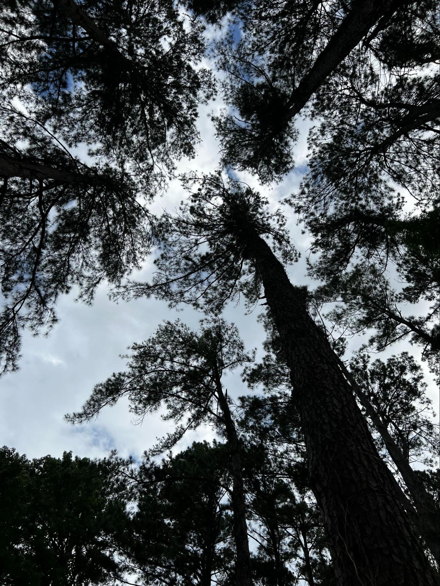 Looking up through tall pine trees in East Texas